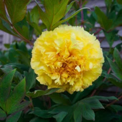 Bartzella Peony -Fast Growing Trees Shop Itoh Peony Bartzella 4 FGT