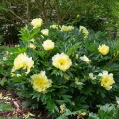 Bartzella Peony -Fast Growing Trees Shop Itoh Peony Bartzella 5