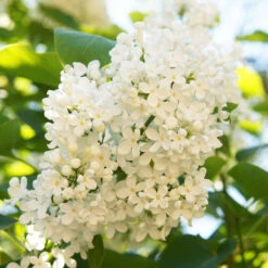 Ivory Silk Japanese Lilac Tree -Fast Growing Trees Shop Ivory Silk Lilac 4