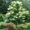 Ivory Silk Japanese Lilac Tree 9 Ivory Silk Japanese Lilac Tree -Fast Growing Trees Shop Ivory Silk Lilac 600x600 d6c141fb 9a23 47bf 8d02 1dc916db7bc9