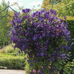 Jackmanii Clematis Vine 7 Jackmanii Clematis Vine -Fast Growing Trees Shop Jackmandii Clematis 1