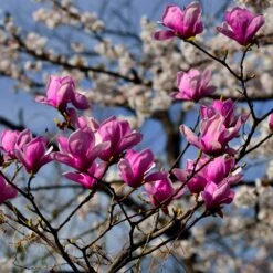 Jane Magnolia -Fast Growing Trees Shop Jane Magnolia 4 FGT