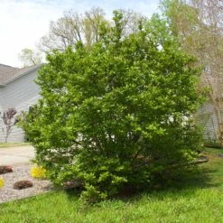 Jane Magnolia -Fast Growing Trees Shop Janr Magnolia 5 FGT