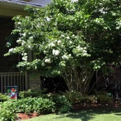 Japanese Snowball Bush -Fast Growing Trees Shop Japanese VIburnum 1