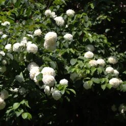 Japanese Snowball Bush -Fast Growing Trees Shop Japanese VIburnum 2 FGT