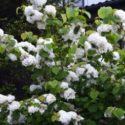 Japanese Snowball Bush -Fast Growing Trees Shop Japanese VIburnum 5 FGT