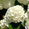 Japanese Snowball Bush -Fast Growing Trees Shop Japanese VIburnum FGT 600x600 57eb5798 f201 407e b4b4 50700890e124