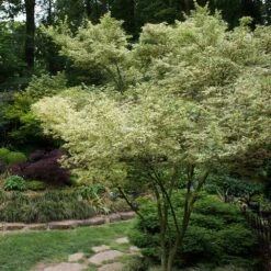 Butterfly Japanese Maple Tree -Fast Growing Trees Shop Japanese Maple BUtterfly 1
