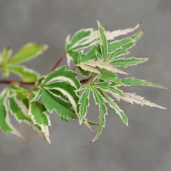 Butterfly Japanese Maple Tree -Fast Growing Trees Shop Japanese Maple BUtterfly 2