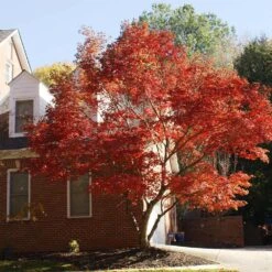 Red Japanese Maple Tree -Fast Growing Trees Shop Japanese Maple Red 2