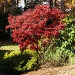 Red Japanese Maple Tree -Fast Growing Trees Shop Japanese Maple Red 3