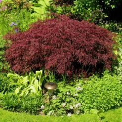 Red Dragon Japanese Maple Tree -Fast Growing Trees Shop Japanese Maple Red Dragon 3 FGT