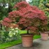 Red Dragon Japanese Maple Tree -Fast Growing Trees Shop Japanese Maple Red Dragon FGT 600x600 4c1943ed 054e 4668 8169 4d8f59e29b59