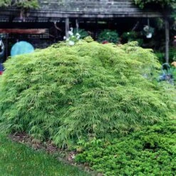 Weeping Japanese Maple 'Viridis' Tree -Fast Growing Trees Shop Japanese Maple Virdis 3 FGT