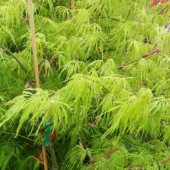 Weeping Japanese Maple 'Viridis' Tree -Fast Growing Trees Shop Japanese Maple Viridis 2