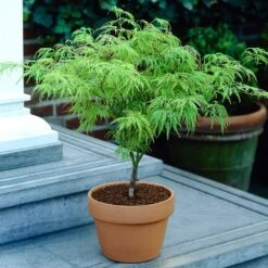 Weeping Japanese Maple 'Viridis' Tree -Fast Growing Trees Shop Japanese Maple Viridis 4