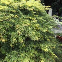 Waterfall Japanese Maple 7 Waterfall Japanese Maple -Fast Growing Trees Shop Japanese Maple Waterfalls 1