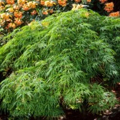 Waterfall Japanese Maple 8 Waterfall Japanese Maple -Fast Growing Trees Shop Japanese Maple Waterfalls 2