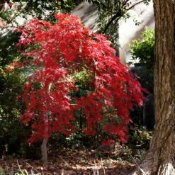 Red Select Japanese Maple Tree -Fast Growing Trees Shop Japanese Red Select 1