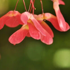 Red Select Japanese Maple Tree -Fast Growing Trees Shop Japanese Red Select 4