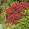 Red Select Japanese Maple Tree -Fast Growing Trees Shop Japanese Red Select FGT 600x600 e681328f 155b 4525 91ed 70b18f0791b9