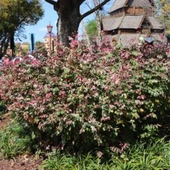 Jazz Hands® Variegated Loropetalum -Fast Growing Trees Shop Jazz Hands loropetalum 1 FGT
