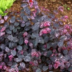 Jazz Hands® Variegated Loropetalum -Fast Growing Trees Shop Jazz Hands loropetalum 4 FGT