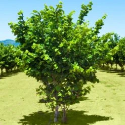 Jefferson Filbert Hazelnut Tree -Fast Growing Trees Shop Jefferson Filbert Hazelnut 2