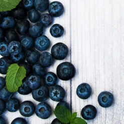 Jewel Blueberry Bush 5 Jewel Blueberry Bush -Fast Growing Trees Shop Jewel Blueberry 2