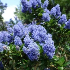 Creeping Mountain Lilac -Fast Growing Trees Shop Joyce Coulter California Lilac 2