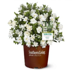 Jubilation™ Gardenia Shrub -Fast Growing Trees Shop Jubilation Gardenia 1
