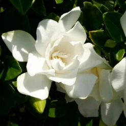 Jubilation™ Gardenia Shrub -Fast Growing Trees Shop Jubilation Gardenia 3