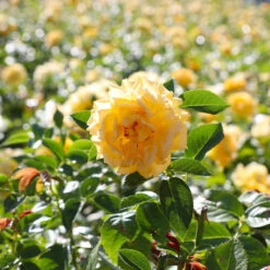 Julia Child Rose 9 Julia Child Rose -Fast Growing Trees Shop Julia Child Rose 4