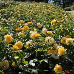 Julia Child Rose 10 Julia Child Rose -Fast Growing Trees Shop Julia Child Rose 6