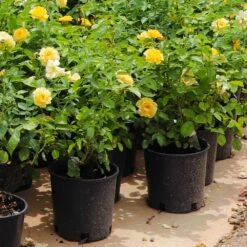 Julia Child Rose 11 Julia Child Rose -Fast Growing Trees Shop Julia Child Rose 7