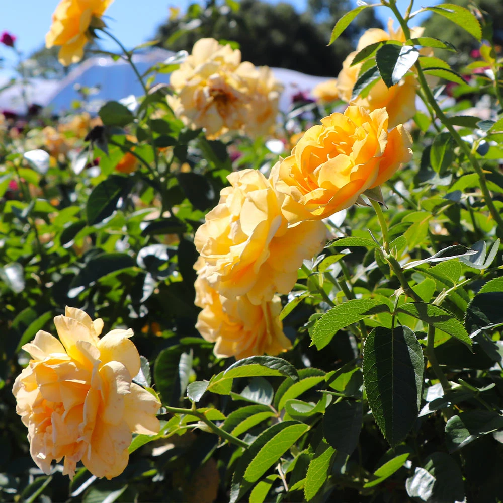 Julia Child Rose Tree 4 Julia Child Rose Tree - Image 4
