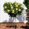 Julia Child Rose Tree -Fast Growing Trees Shop Julia Child Rose Tree FGT 600x600 25fabf2f c835 40dd 96da f3d79fb0cde7