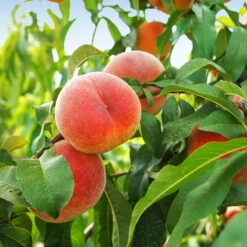 June Gold Peach Tree -Fast Growing Trees Shop June Gold peaches 1