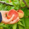 June Gold Peach Tree -Fast Growing Trees Shop June Gold peaches 600x600 081581b8 78f0 441e 86eb fc7b9926022e