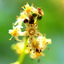 June Plum Tree -Fast Growing Trees Shop June Plum 6