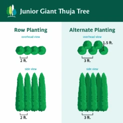 Junior Giant Thuja Tree -Fast Growing Trees Shop JuniorGiantThujaTree