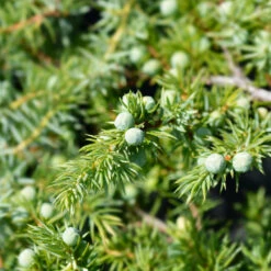 Blue Pacific Juniper -Fast Growing Trees Shop Juniper Blue Pacific 1