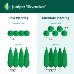 Skyrocket Junipers -Fast Growing Trees Shop Juniper Skyrocket
