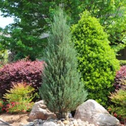 Skyrocket Junipers -Fast Growing Trees Shop Juniper Skyrocket 11 FGT