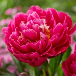 Karl Rosenfield Peony -Fast Growing Trees Shop Karl Rosenfield Peony 1