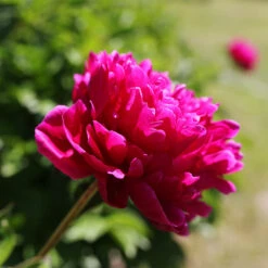 Karl Rosenfield Peony -Fast Growing Trees Shop Karl Rosenfield Peony 5 FGT