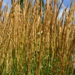 Karl Foerster Grass -Fast Growing Trees Shop Karl Foerster Grass 2