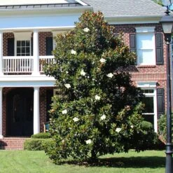 Kay Parris Magnolia -Fast Growing Trees Shop Kay Parris 2