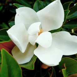 Kay Parris Magnolia -Fast Growing Trees Shop Kay Parris 3