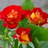 Ketchup And Mustard Rose Shrub -Fast Growing Trees Shop Ketchup and Mustard Rose FGT 600x600 8c87e0c9 4762 425c 8da5 29b418811463